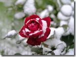укрыть розы на зиму